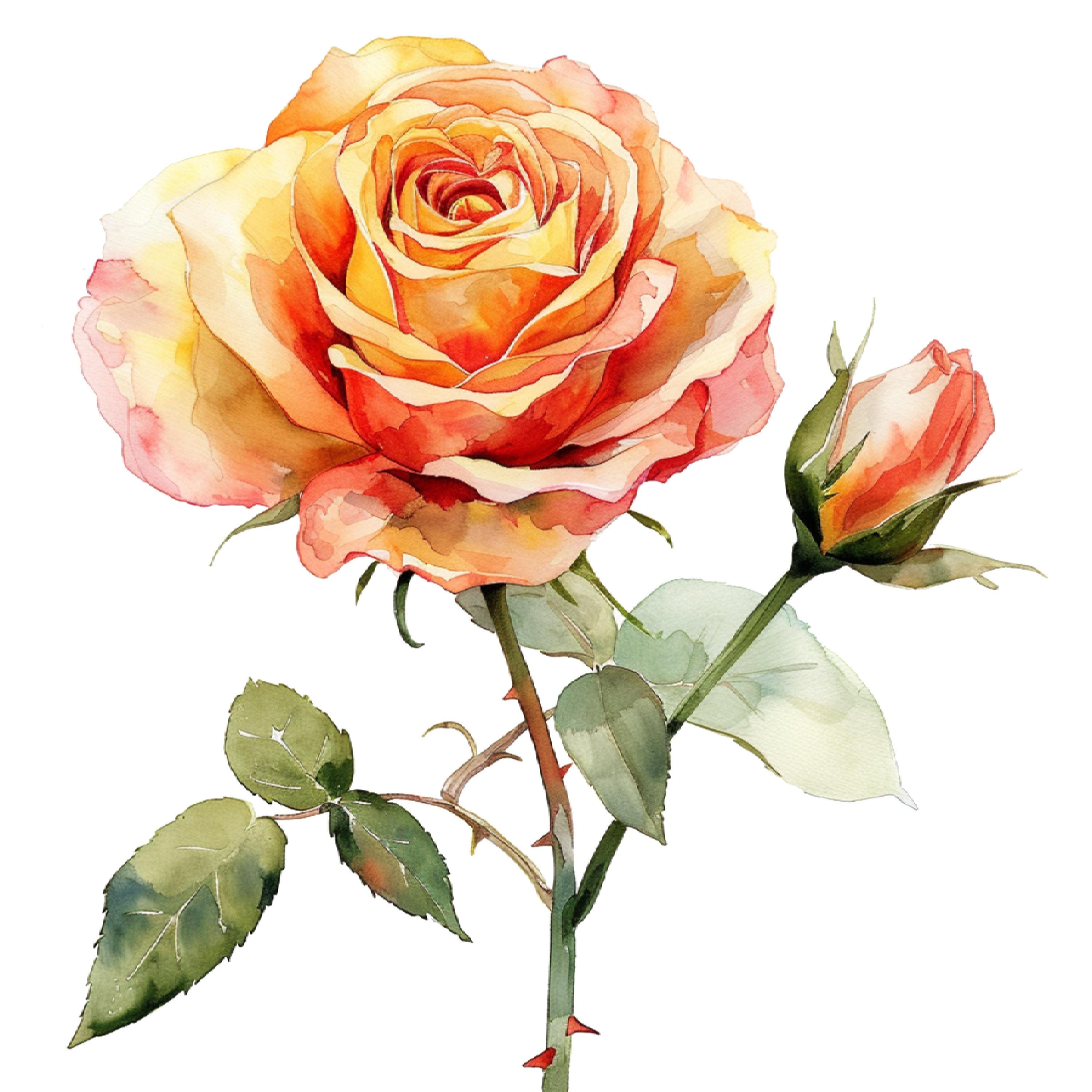 26 PNG Watercolor Rose Clipart PNG Bundle,download Digital Watercolor ...