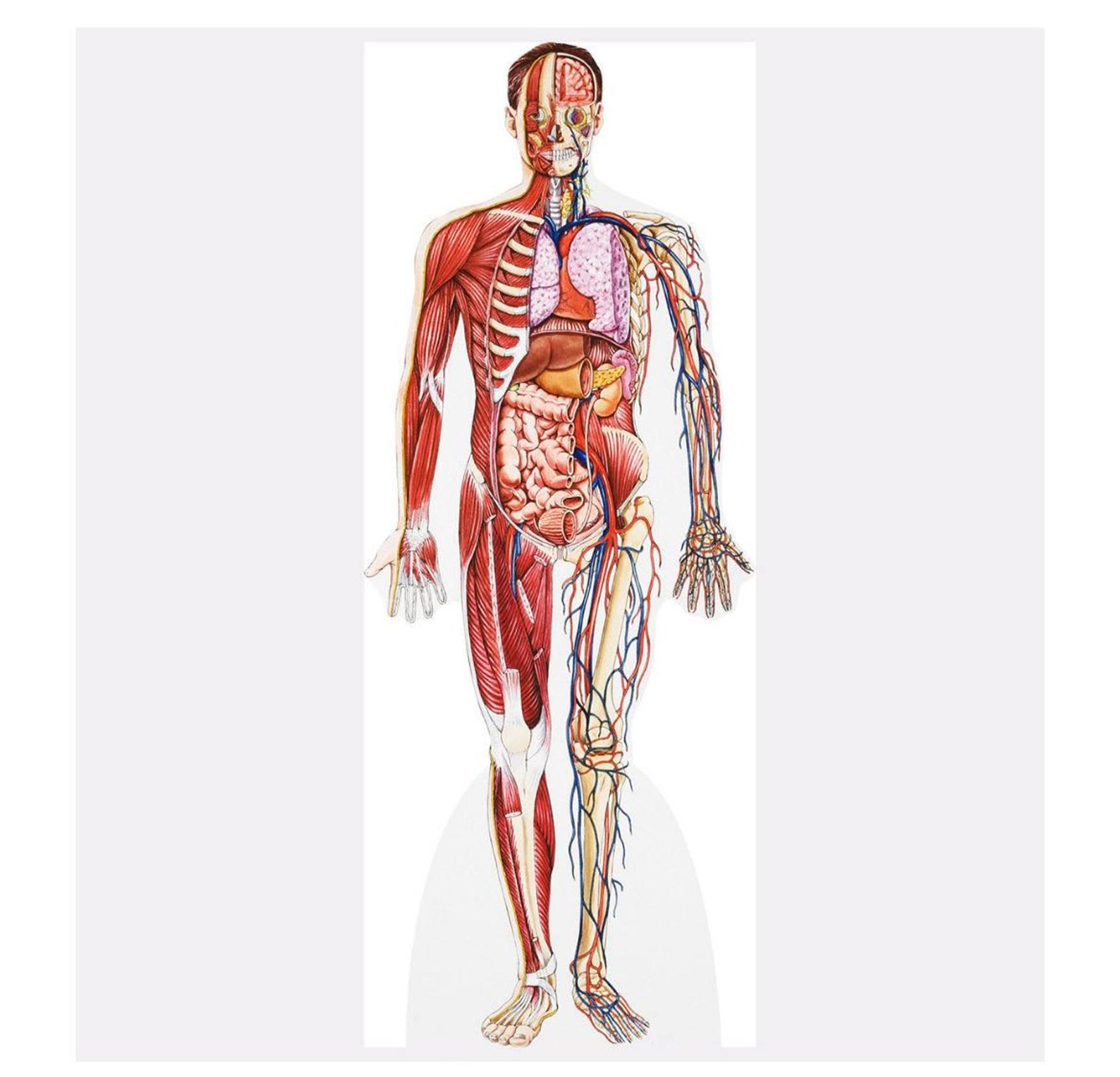 Body Displant Anatomy Cross Section Cardboard Cutout, Educational Human Body Display ...