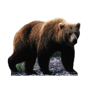 Découpe en carton avec ours grizzly, animal voyageur debout, décoration de fête animalière, accessoire de présentation d'ours, animal sauvage réaliste, décoration de fête dans une cabane rustique