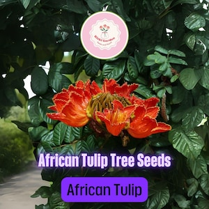 30 African Tulip Tree Seeds for Planting – Grow Exotic Spathodea campanulata with Brilliant Orange-Red Flowers, Great for Tropical Gardens