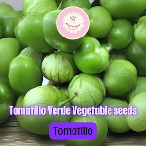Tomatillo Verde Seeds – 4 Packs of 100mg Each – Mexican Green Husk Tomato for Salsa Verde, Tangy Flavor, Productive Garden Vegetable