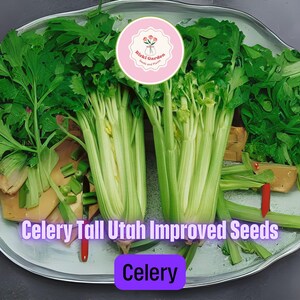 Celery Tall Utah Improved Seeds – 250+ Heirloom Seeds | Crisp Stalks | Great Flavor | Cool-Season Vegetable Seeds for Garden Planting