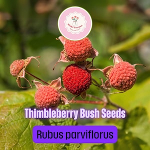 50 Thimbleberry Seeds | Rubus parviflorus | Native Edible Shrub | White Flowers & Red Berries | Woodland Garden Wildlife Friendly