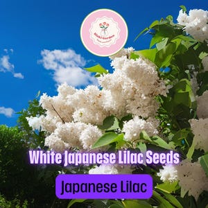 25 White Japanese Lilac Tree Seeds – Fragrant Syringa reticulata – Original Variety for Elegant, Long-Blooming Garden Trees