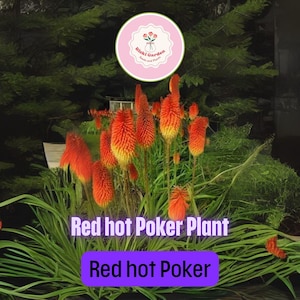 Red Hot Poker Plants – 3–5 ft Bare Root Kniphofia uvaria | Drought Tolerant Perennial with Bold Red Torch Blooms