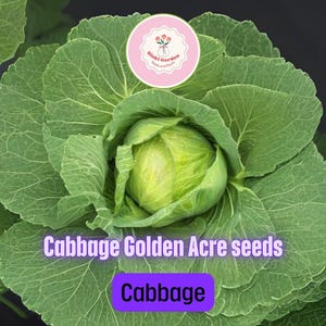 Cabbage Golden Acre Seeds (4x1g) – Early Round Heirloom Cabbage, Sweet Tender Heads, Perfect for Spring & Fall Gardening