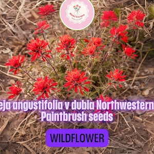 Indian Paintbrush Seeds – 2 Packs of 300 Castilleja angustifolia dubia | Native Northwestern Wildflower Pollinator Plant