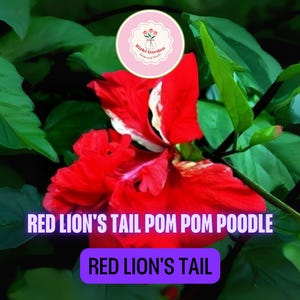 Red Lion’s Tail Hibiscus – Live Tropical Pom Pom Poodle Variety | Well-Rooted Plant with Showy Red Blooms