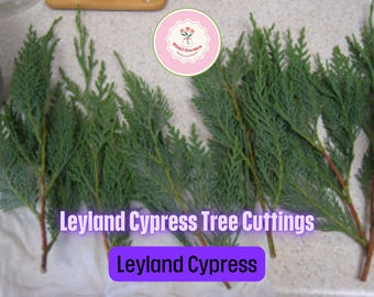 Buy Leyland Cypress Trees - 15 Trees In 2.5 Inch Pots - Foto 4