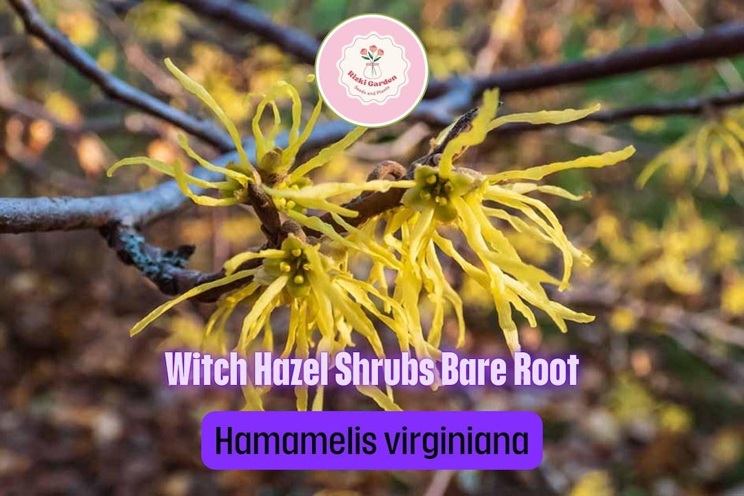3 Witch Hazel Shrubs - Hamamelis Virginiana | 12–18” Live Bare Root ...