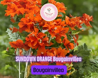 thumbnail image 2 of HUGH EVANS Bougainvillea Starter Plant – Well Rooted, Bare Root, Blooming Size 2 of 3