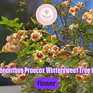 3pcs of 10 Seeds Chimonanthus Praecox Wintersweet Tree Seeds for Planting – Fragrant Winter Blooming Flowering Plant for Garden