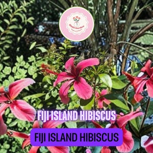 Fiji Island Hibiscus (Hibiscus rosa-sinensis) – 12–18” Live Plant | Tropical Shrub with Vibrant Pink-Red Blooms
