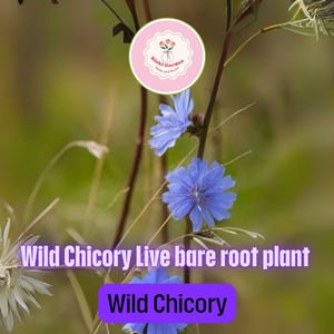 Wild Chicory Plant | 4 Live Bare Root Perennials | Cichorium intybus with Blue Summer Flowers | Pollinator Prairie Wildflower