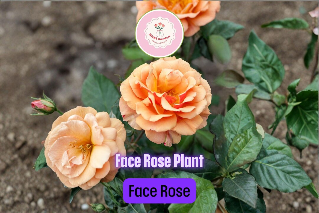 Large Face Roses About Face Rose – Live Bi-color Rose Plant – Orange & Yellow ...