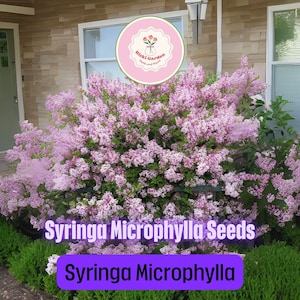 Syringa Microphylla Seeds for Planting – 10 Seeds – Compact Fragrant Lilac Shrub – Rare Ornamental Flowering Bush