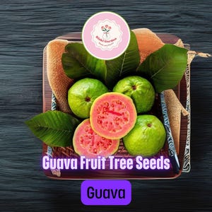 100 Guava Fruit Tree Seeds for Planting – Grow Exotic, Sweet Tropical Fruit – Fast-Growing Tree for Warm Climates or Containers