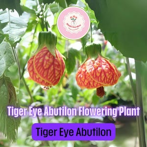 Tiger Eye Abutilon – Live Starter Plant | Flowering Maple with Exotic Blooms, Small Rooted Plant for Containers & Gardens