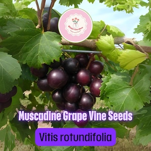5 Muscadine Grape Vine Seeds for Planting – Vitis rotundifolia | Hardy Southern Grape | Sweet Fruit & High-Yield Garden Variety