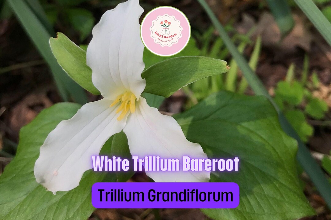 5 White Trillium Plants - Bare Root Trillium Grandiflorum | Native ...