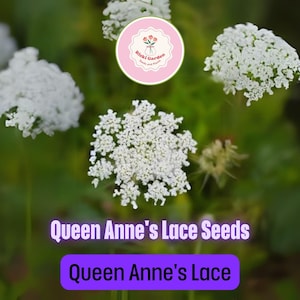 Queen Anne&#39;s Lace Seeds for Planting – 250 Seeds – Delicate White Blooms for Cottage Gardens, Pollinators, Bouquets & Wildflower Borders