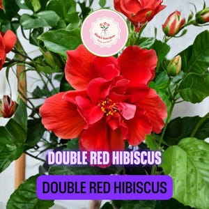 Double Red Hibiscus Live Plants 5–7 Inch Starter Size — Set of 2 Tropical Flowering Shrubs for Garden or Patio