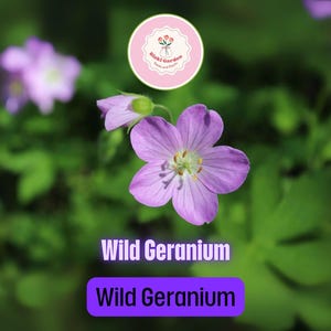 Wild Geranium – 10 Fresh Roots Geranium maculatum Hardy Perennial Flowers with Pink Blooms for Woodland & Pollinator Gardens