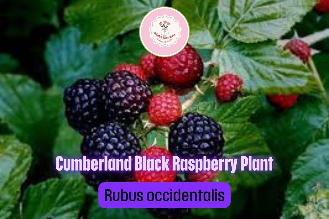 5 Cumberland Black Raspberry Plants - Rubus Occidentalis | 1–2 Yr Old ...