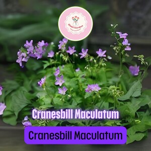 Cranesbill Maculatum – 10 Bare Root Wild Geraniums | Organic Native Perennial, Pink-Lavender Blooms, Shade Tolerant Garden Plant