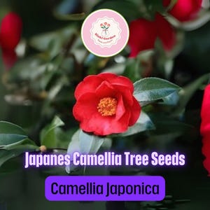 Japanese Camellia Tree Seeds for Planting (5 Seeds) – Camellia japonica – Stunning Flowering Shrub for Shade Gardens or Patio Borders