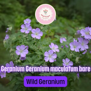 Wild Geranium Geranium maculatum | 15 Bare Root Perennial Plants | Native Woodland Wildflower with Pink-Purple Spring Blooms