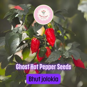 100+ Ghost Hot Pepper Seeds – Bhut Jolokia Red Chili – Organic Vegetable Seeds – Super Spicy Heirloom Hot Pepper for Planting