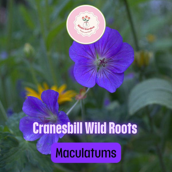 10 Cranesbill Wild Geranium Plants - Bare Root Geranium maculatum | Native Perennial Wildflower | Pollinator-Friendly Shade Plant