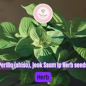 Perilla Jeok Ssam Ip Seeds – 4 Packs (500mg Each) – Korean Red Shiso for Wraps, Stir-Fries & Garden Planting – Easy to Grow Herbs