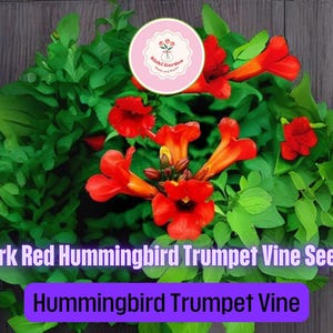 20 Dark Red Hummingbird Trumpet Vine Seeds – Hardy Perennial Flowering Vine Loved by Hummingbirds – Jocad Trumpet Creeper