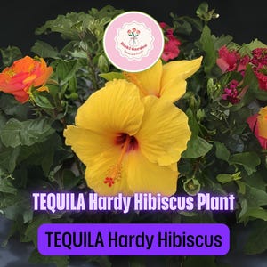 Tequila Yellow Hardy Hibiscus – Live Hibiscus Plant 8–12” Tall Flowering Shrub with Bright Yellow Blooms for Gardens & Containers
