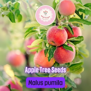 Apple Tree Seeds for Planting – 30 Malus pumila Seeds – Grow Your Own Common Apple Tree – Heirloom Fruit for Gardens & Orchards