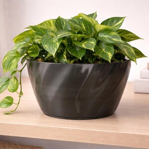 Puede incluir: Una maceta decorativa grande de color gris oscuro llena de una exuberante planta verde con variegaciones amarillas. La maceta tiene un diseño único y arremolinado y se encuentra sobre una superficie de madera de color claro. Una maceta blanca más pequeña es visible en el fondo.