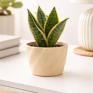 Modern Spiral Planter | Neutral Indoor Planter | Minimalist Desk Accent | Succulent Holder | Contemporary Home Accent