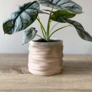 May include: A houseplant, Alocasia Silver Dragon, in a beige ceramic pot. The plant has large, textured, silvery-green leaves with visible veins. The pot has a wavy design. The pot is on a light-coloured wooden surface.