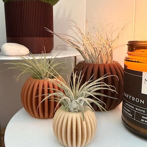 3D Printed Air Plant Holder Set – Ribbed Minimalist Tillandsia Vase Set