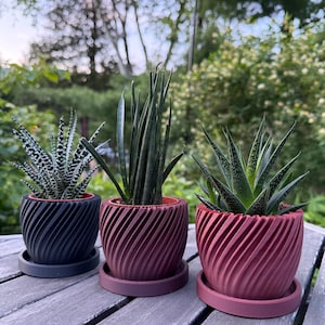 May include: Three small potted succulents in decorative, spiral-patterned planters. The planters are in shades of black, burgundy, and red, each with a matching saucer. The plants have varying textures and colours, with green and white striped leaves.