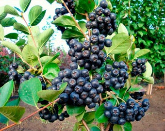 Aronia berries, whole dried chokeberry organic