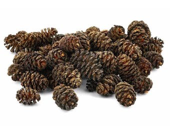 Natural Alder , Craft & Aquarium Decor