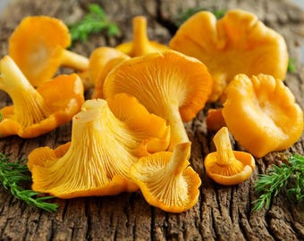 dried chanterelle mushrooms 50g.1.76oz