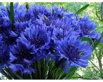 Cornflowers, Whole organic 100g 3,53oz