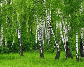 Alquitrán de abedul puro natural 500 g