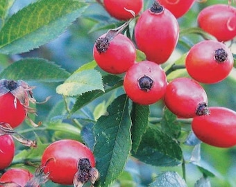 rosehip dried fruits organic wild