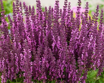 Organic Sage  dry salvia, Eco 0.5kg, 17.63 oz