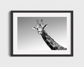 Black and White Giraffe Wall Art Print - Modern Minimalist Animal Photography, Safari Wildlife Decor, Neutral Nursery Downloadable Photo